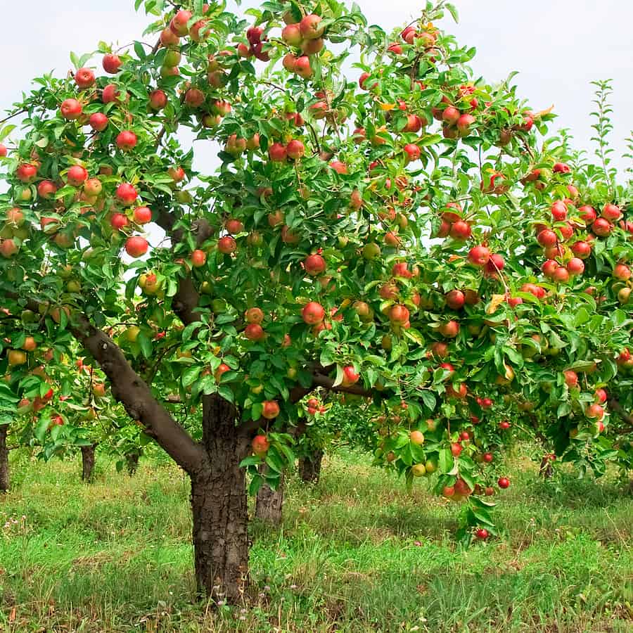 Péče o ovocné stromky