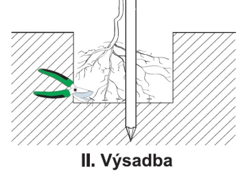 Návod k výsadbě ovocných výpěstků