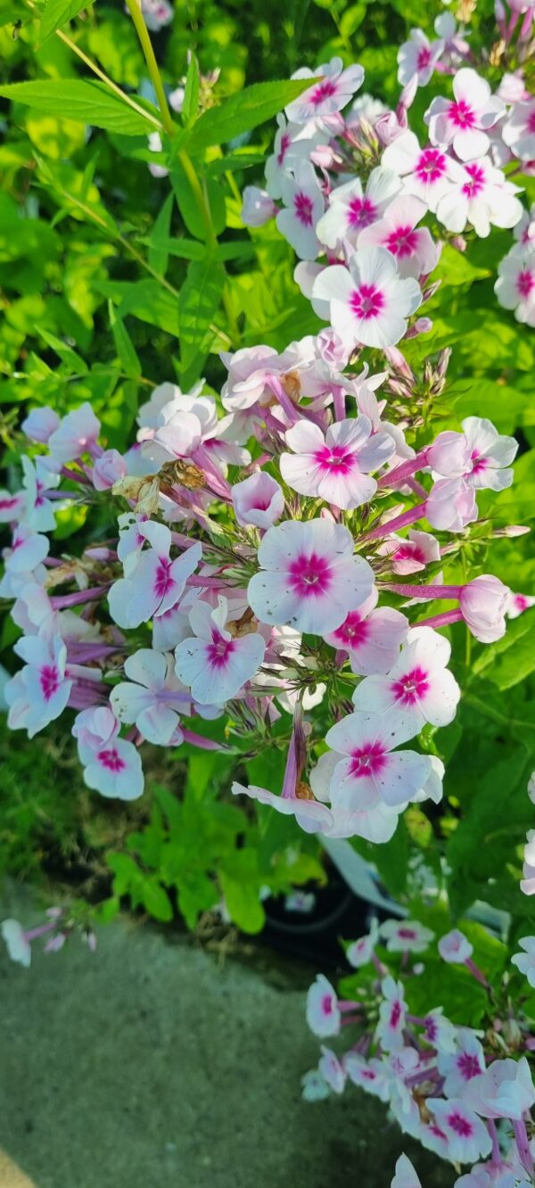 Flox (Phlox paniculata) ´´Swizzle´´