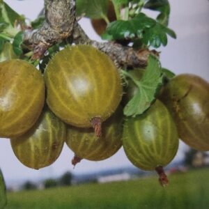 Angrešt ´´Skvost´´