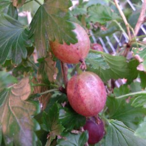 Angrešt ´´Martlet´´