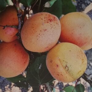 Meruňka ´´Velkopavlovická´´