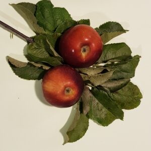 Jabloň ´´Red Spring® ´´