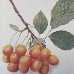 Višeň "Královna Hortensie"