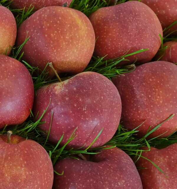 red jona