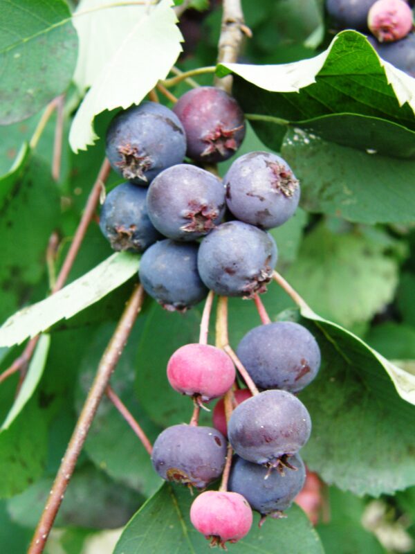 Muchovník (Amelanchier) - indiálnská borůvka ´´Lamarckii´´